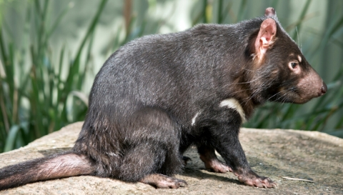 Tasmanian Devil